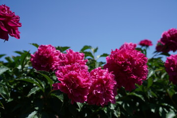 Wall Mural - Red Flowers of Peony in Full Bloom