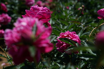 Wall Mural - Red Flowers of Peony in Full Bloom