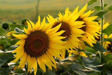 Wall Mural - Three sunflower flowers in evening time