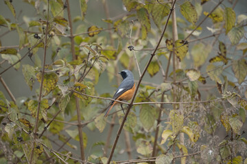 closeup of a grey-backed shrike (lanius tephronotus) perched on a tree branch