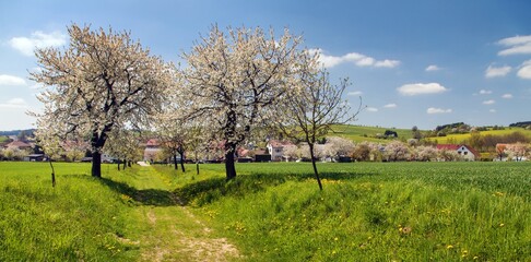 Wall Mural - bridle path and alley of flowering cherry and plum trees