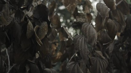 Closeup HD footage of the beautiful textured old dry leaves on a tree branch