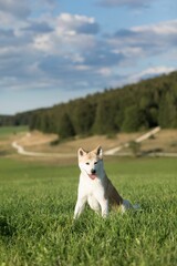 Wall Mural - Japanese Akita Inu sitting in a lush area with a forest in the background