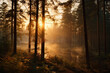 © ADDICTIVE STOCK - Golden sunrise through misty forest landscape. Generative AI image