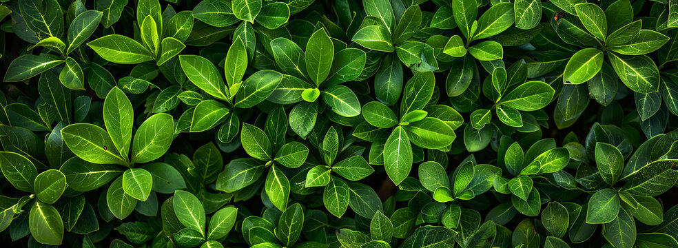 A captivating top-down view of vibrant green leaves on a boxwood hedge. A picturesque scene of nature from above. Ideal for creating captivating designs and web graphics.