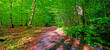 © peopleimages.com - Environment, forest and hiking path with trees in summer for conservation or sustainability of ecosystem. Earth, jungle and landscape with trail in rainforest or woods for adventure and exploration