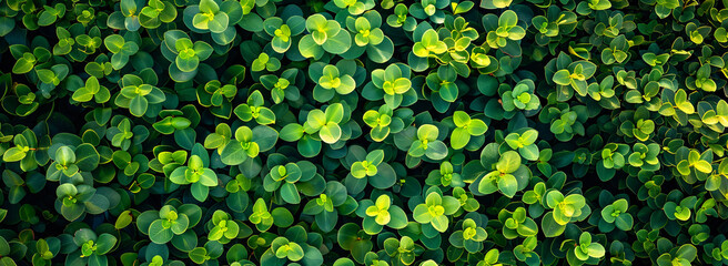 Wall Mural - A mesmerizing aerial shot of vibrant green leaves on a boxwood hedge. An enchanting perspective of nature from above.