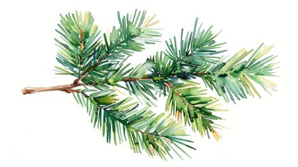 Hand-drawn needles and branches of the pine branch isolated illustration. Christmas decoration with fir branch. A new year's celebration decoration for 2024.