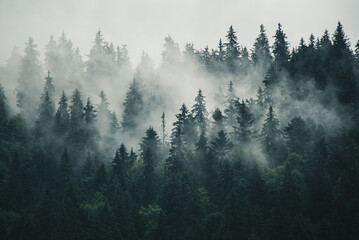Wall Mural - misty mountain landscape