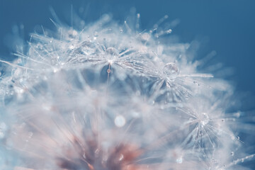 Wall Mural - fluffy dandelion with drops close-up on a blue background. beautiful macro with dandelion. selective