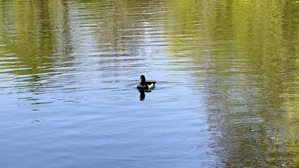 Wall Mural - A lone tufted duck floating serenely on a calm lake, with beautiful reflections in the water. This tranquil scene captures the essence of nature and wildlife, perfect for outdoor and wildlife content