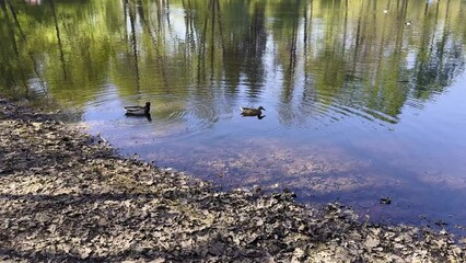 Wall Mural - A pair of ducks swimming leisurely in a calm lake, surrounded by beautiful reflections of trees. This serene nature scene is perfect for outdoor and wildlife content, capturing the tranquility of the