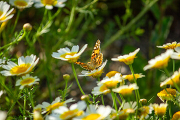 Poster - borboleta no campo