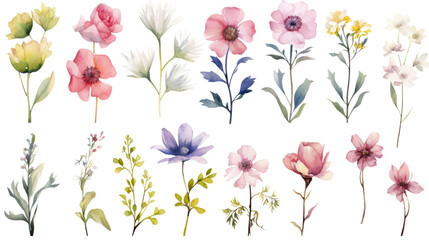 Wall Mural - Set of watercolor wildflowers painting isolated on clear png background and transparent background. Fresh and nature concept for nature decorative and flower element, AI generative.	