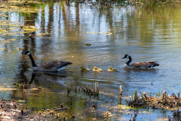 Wall Mural - Canada Geese And Goslings On A Small Pond In Wisconsin In Spring