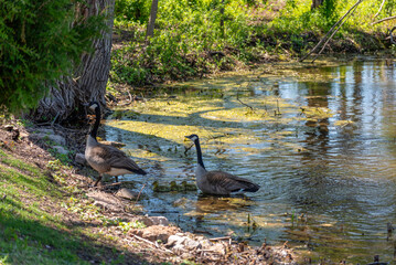 Wall Mural - Canada Geese And Goslings On A Small Pond In Wisconsin In Spring