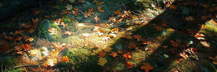 Wall Mural - Sunlight filters through trees illuminating scattered autumn leaves on a forest floor.