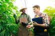 © Have a nice day  - Two male cannabis marijuana farmers inspect plant health and growth using tablet and clipboard, growing weed plants, leaves, flowers and nature in a greenhouse garden, medical remedies and medicine.