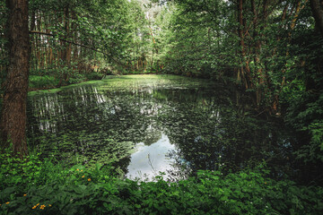 Sticker - Marshland nature of Louisiana. US Natural Parks	