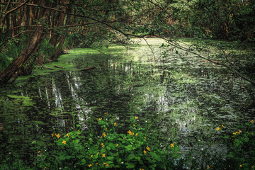 Wall Mural - Marshland nature of Louisiana. US Natural Parks	