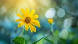 Fototapeta  - Yellow flower with smooth light blue or yellow background, bookeh effect