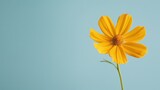 Fototapeta  - Yellow flower with smooth light blue or yellow background, bookeh effect