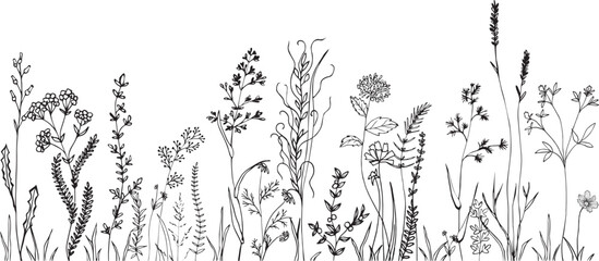 Wall Mural - Vector wild herbs and flowers silhouette background. Field with grass and wildflowers isolated on white.