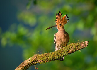 Wall Mural - Eurasian hoopoe bird close up ( Upupa epops )