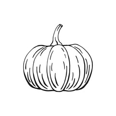 Wall Mural - Pumpkin. Hand drawn vector illustration.