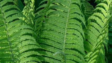 Wall Mural - A green leafy plant with many leaves