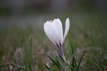 Wall Mural - white crocus flower