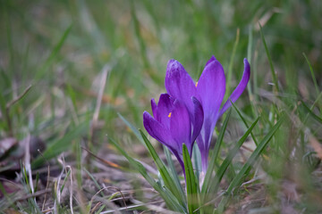 Wall Mural - purple crocus flowers