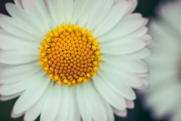 close up of spring daisies in the garden in the afternoon