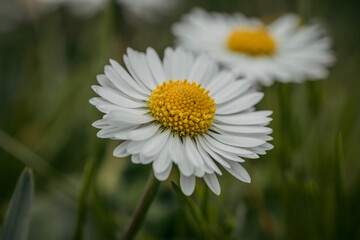 Wall Mural - Close up of spring daisies in the garden in the afternoon	