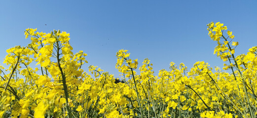 Yellow blooming rapeseed oil plants on a Danish field in spring season