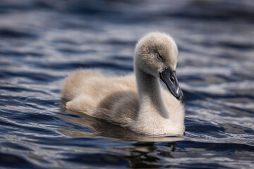 Swans on the water