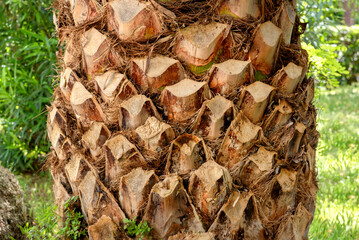 A fragment of a palm tree trunk with cut branches. Taking care of nature.