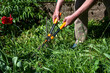 © Bojan - Handle large grass shears. Trimming grass lawn with garden shears. Old male hands cut grass with large metal scissors. Large grass shears.