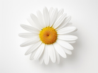 Wall Mural - A single white daisy occupies blank space against white