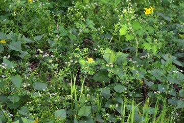 Poster - flowers in the garden