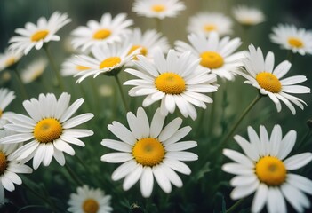 Daisies flower closeup Realistic Light with summer season flower concept