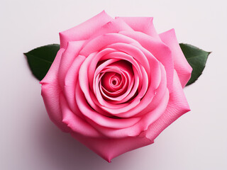 Wall Mural - Intricately detailed pink rose photographed up close against white