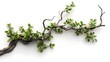 © XtzStudio - realistic twisted jungle branch with plant growing isolated on a white background