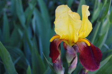 Wall Mural - iris in the garden