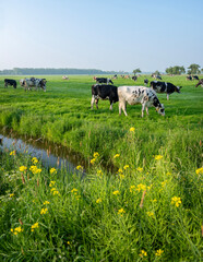 Wall Mural - black and white spotted cows in green meadow at sunrise in the netherlands