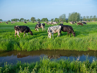 Wall Mural - black and white spotted cows in green meadow at sunrise in the netherlands