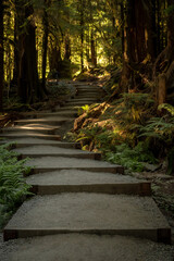 Wall Mural - Sun Light Warms The Stairs On The Sol Duc Falls Trail