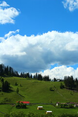 Wall Mural - A green field with trees and a blue sky with clouds