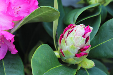 Wall Mural - Close up of a beautiful pink azalea flower and bud