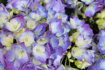 Wall Mural - close-up of purple hydrangea flowers, floral background, large-leaved hydrangea in the garden